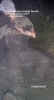 catlogger53.jpg (39419 bytes)